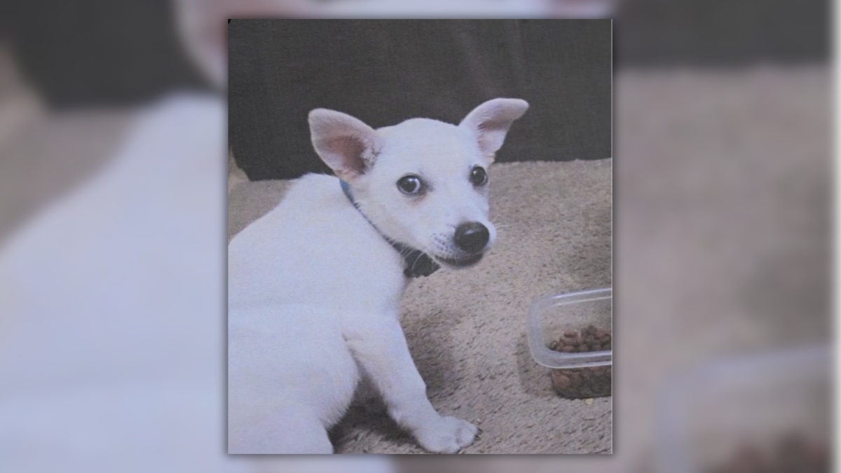 Clay sheriff says Middleburg puppy abuse story was fabricated; couple could face charges