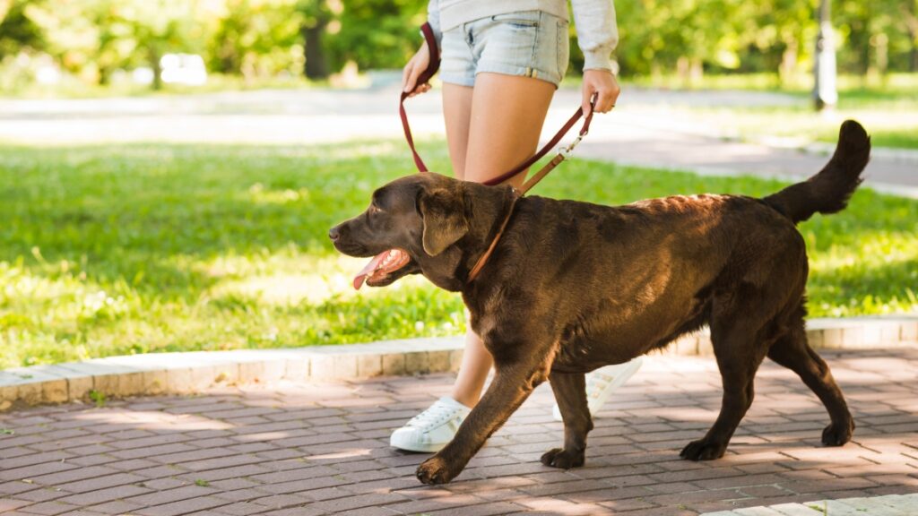 Woman walks her dog in a park as Jacksonville pet-friendly rankings place the city No. 54 nationwide.
