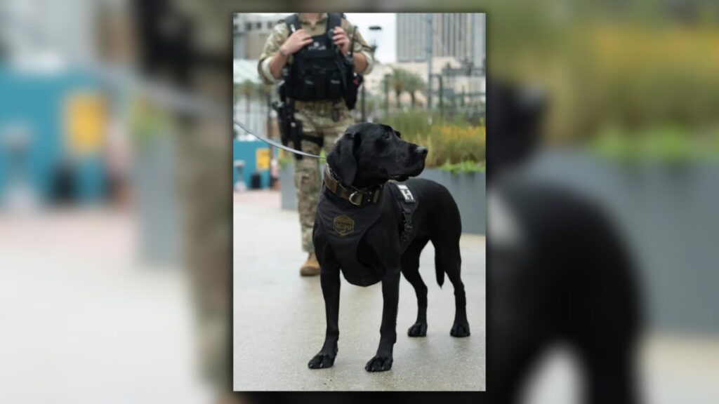 Fernandina Beach Coast Guard K9 Lea wearing an explosives-detection vest