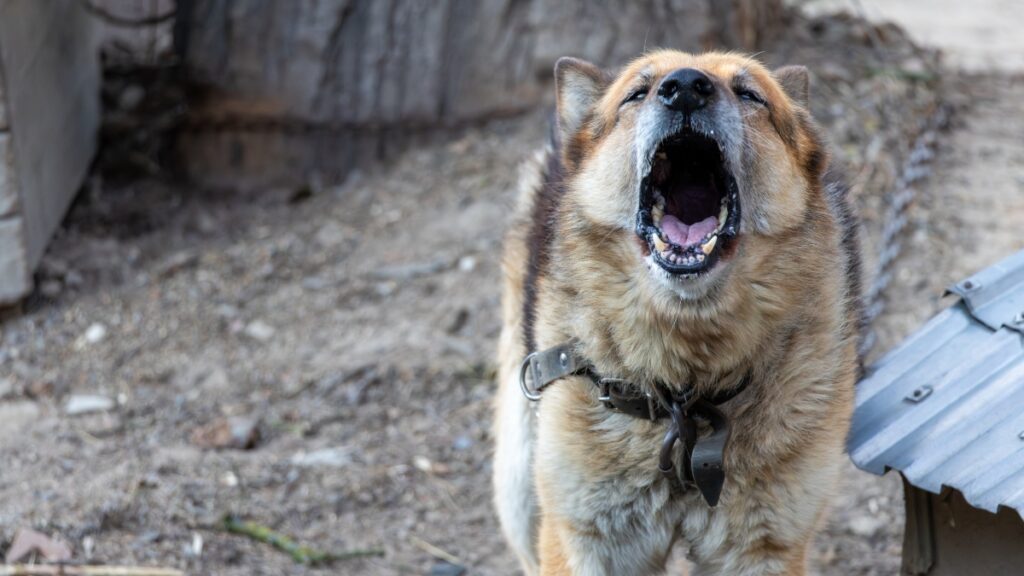 Jacksonville man convicted of dogfighting, animal cruelty charges, faces 65 years in prison