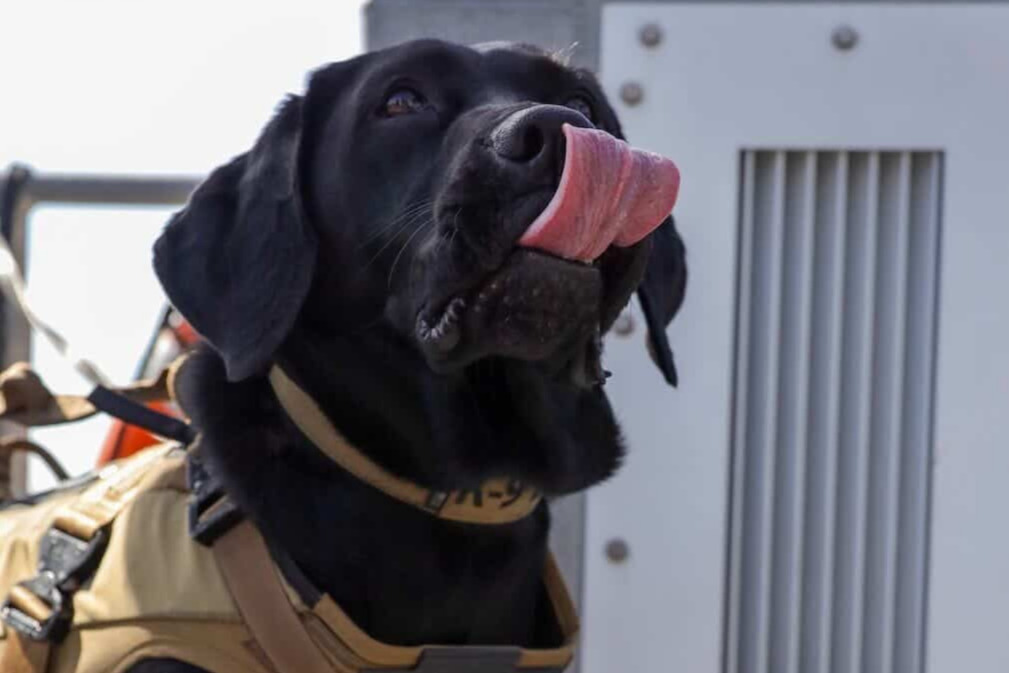 Fernandina Beach Coast Guard K9 Lea, a 2026 Hero Dog Awards semifinalist