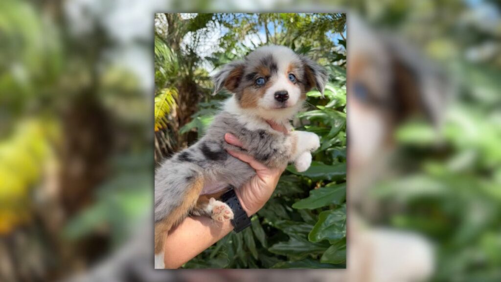 A blue merle Australian shepherd puppy with blue eyes and tan and white markings is held up in someone's hand in front of tropical plants.