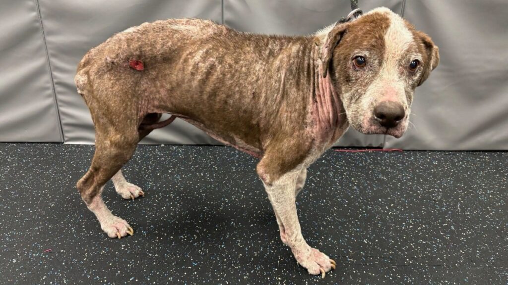 New Smyrna Beach animal cruelty arrest — emaciated dog Gemma seized during welfare check.