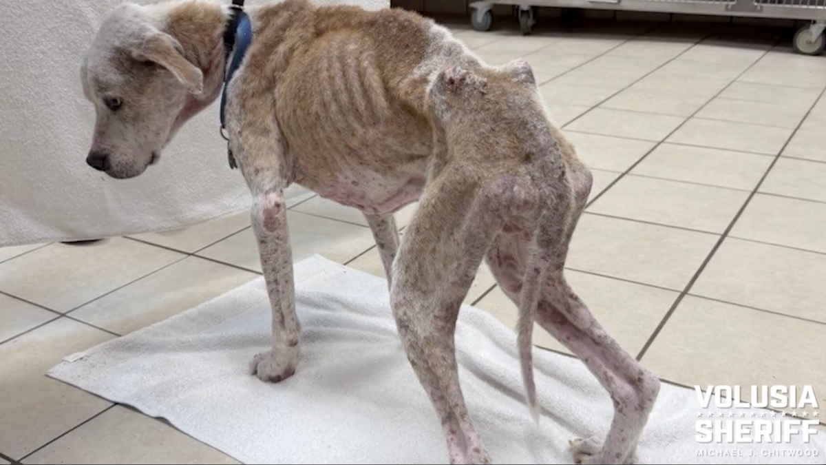 Volusia County man accused of starving dog, charged with aggravated animal cruelty