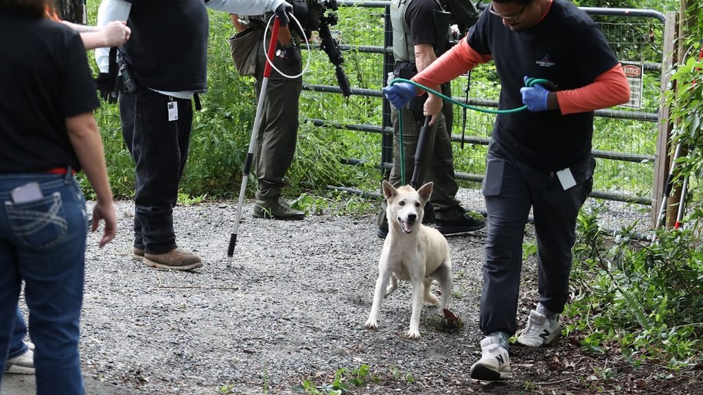 36 dogs removed from Putnam County home as Animal Services leads a dog away during the operation.