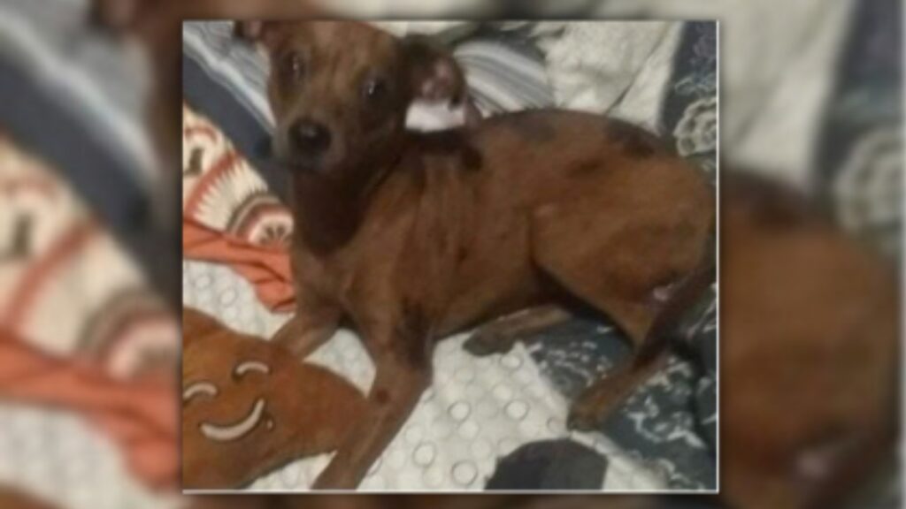Clay County man pleads guilty to killing girlfriend’s dog, faces 5 years in prison