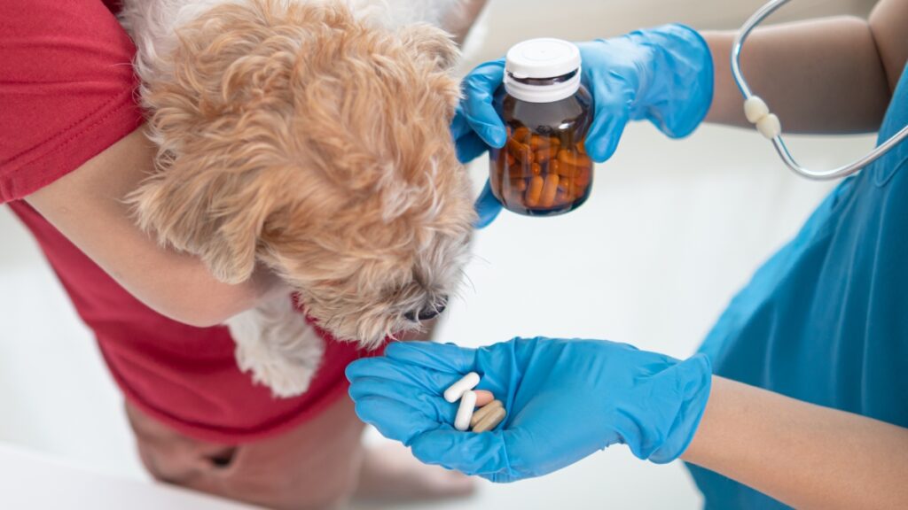 Nearly 4,000 pet medications recalled nationwide after problems at pharmacy’s lab