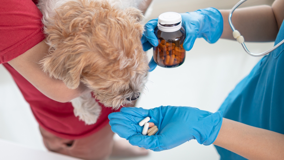 Nearly 4,000 pet medications recalled nationwide after problems at pharmacy’s lab