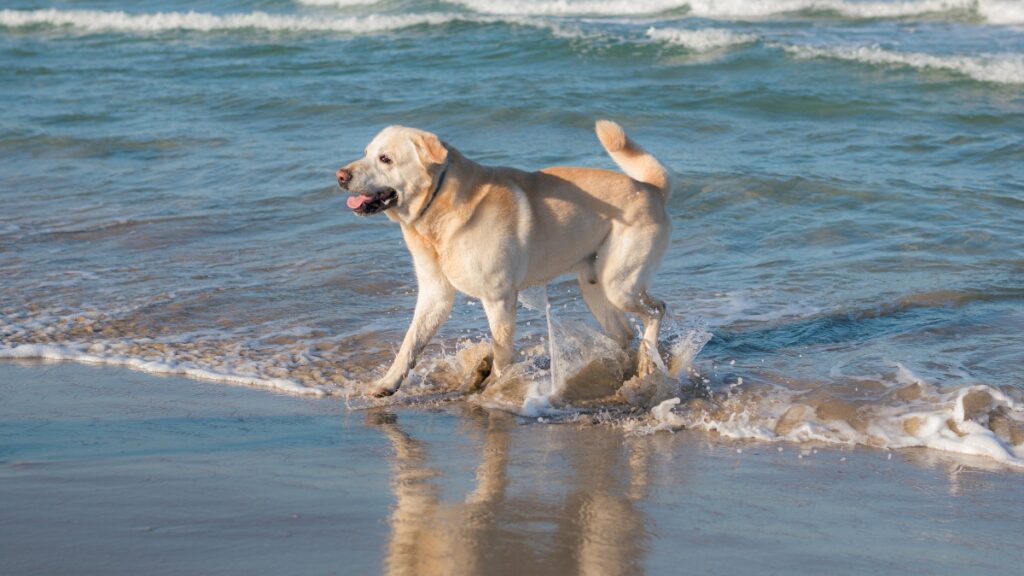 A dog splashes through the surf. Dogs are allowed on Jacksonville Beach at any hour from Oct. 1 through March 31 but must remain leashed except while swimming. (Magnific/user16172657)