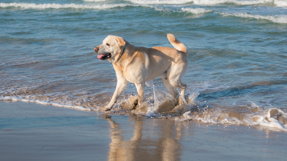 All-day beach access returns for dogs at Jacksonville Beach