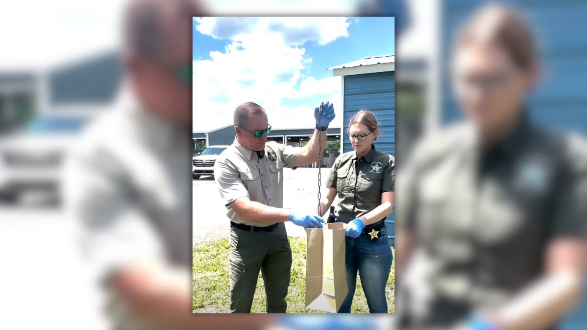 Palatka man gets 60 days in jail, pet ban after dog found with chain grown into her neck