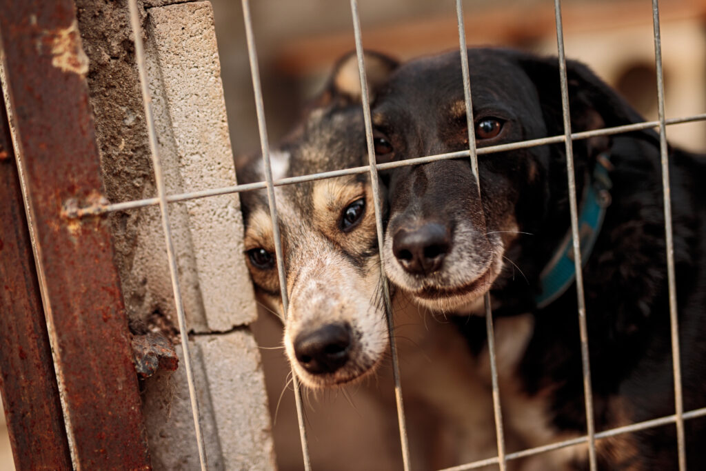 Harming an animal in Orange City could soon bring fines of up to $7,500